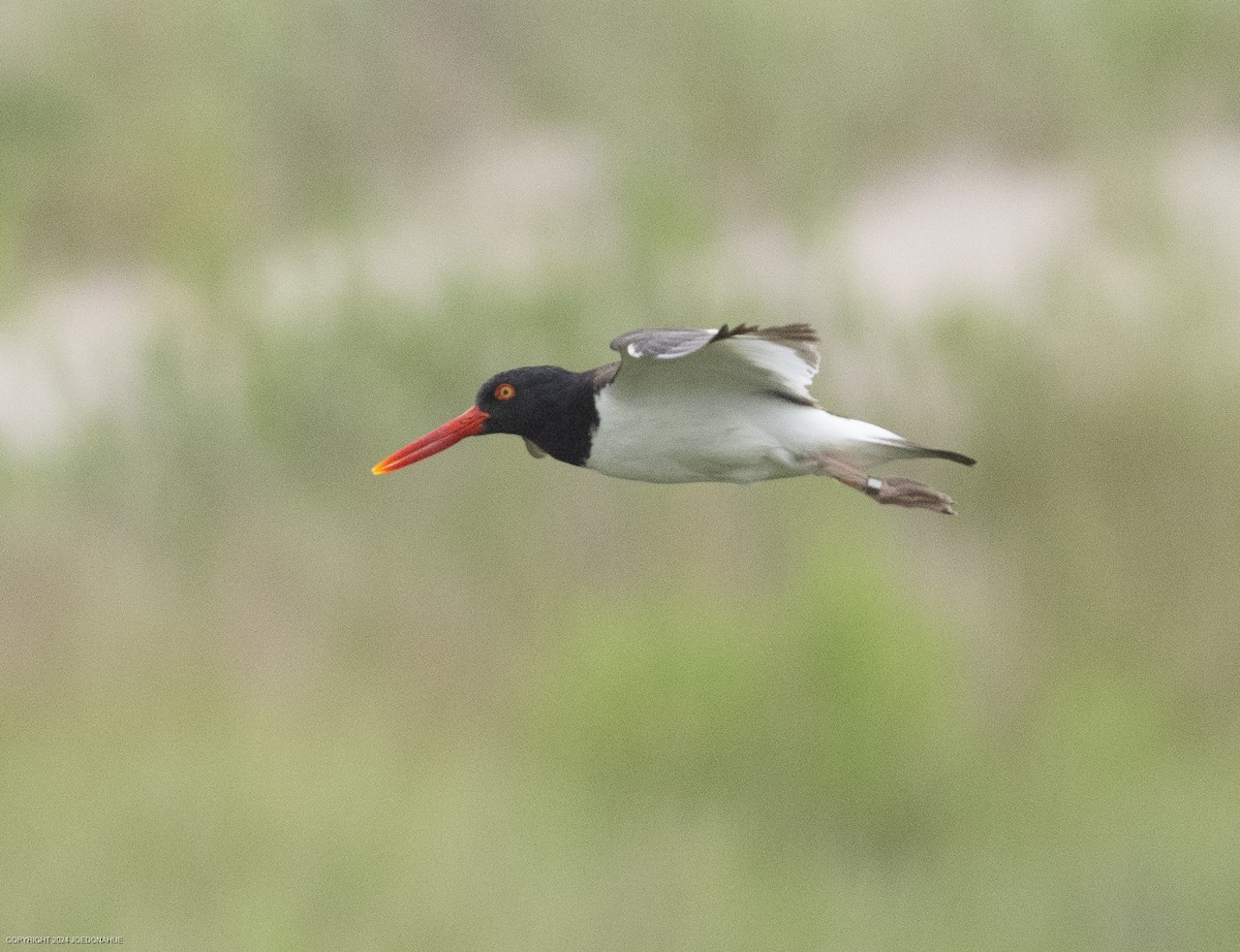 American Oystercatcher - ML620923533