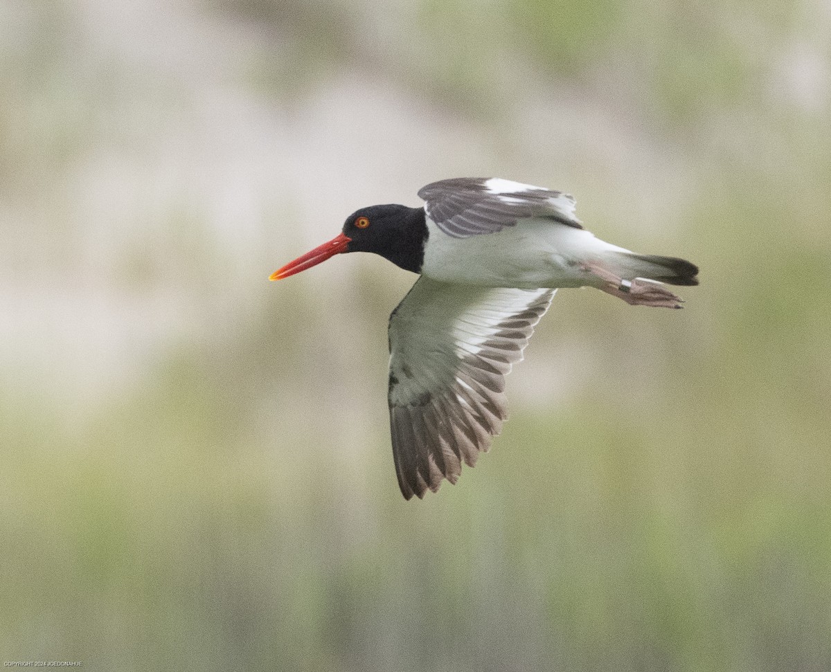 American Oystercatcher - ML620923534