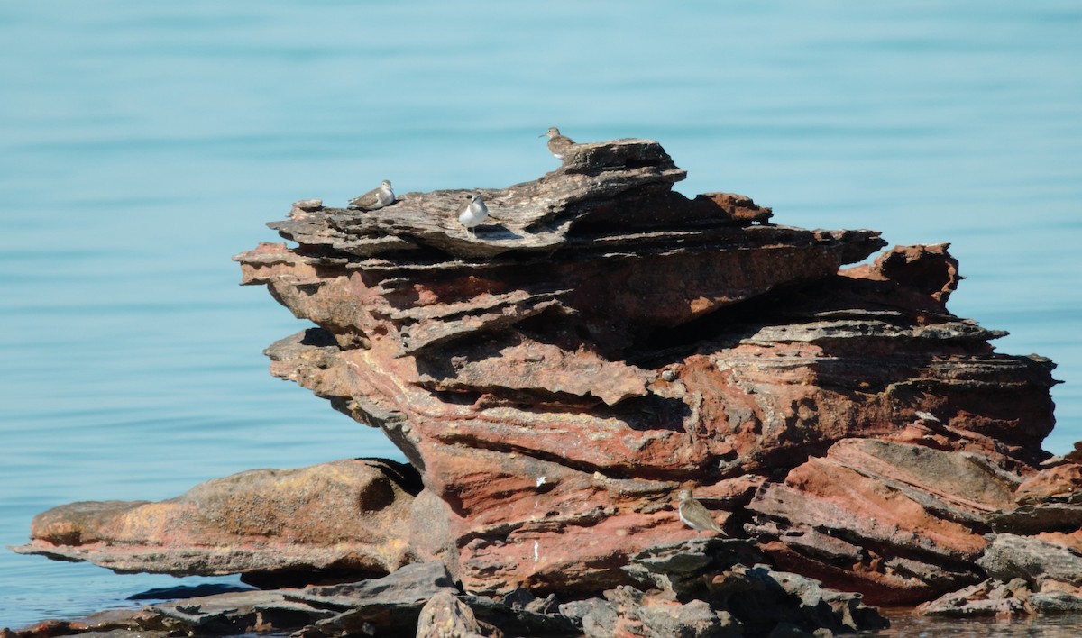 Common Sandpiper - Joaquin Muñoz