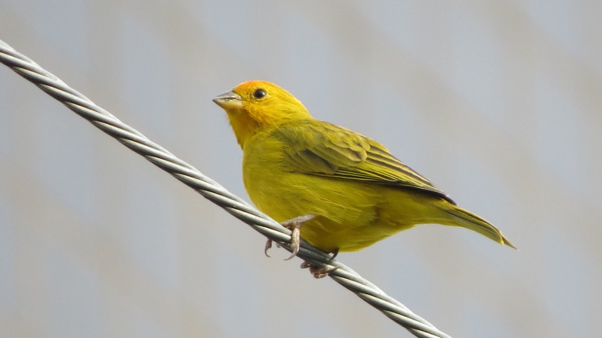 Saffron Finch - ML620923542