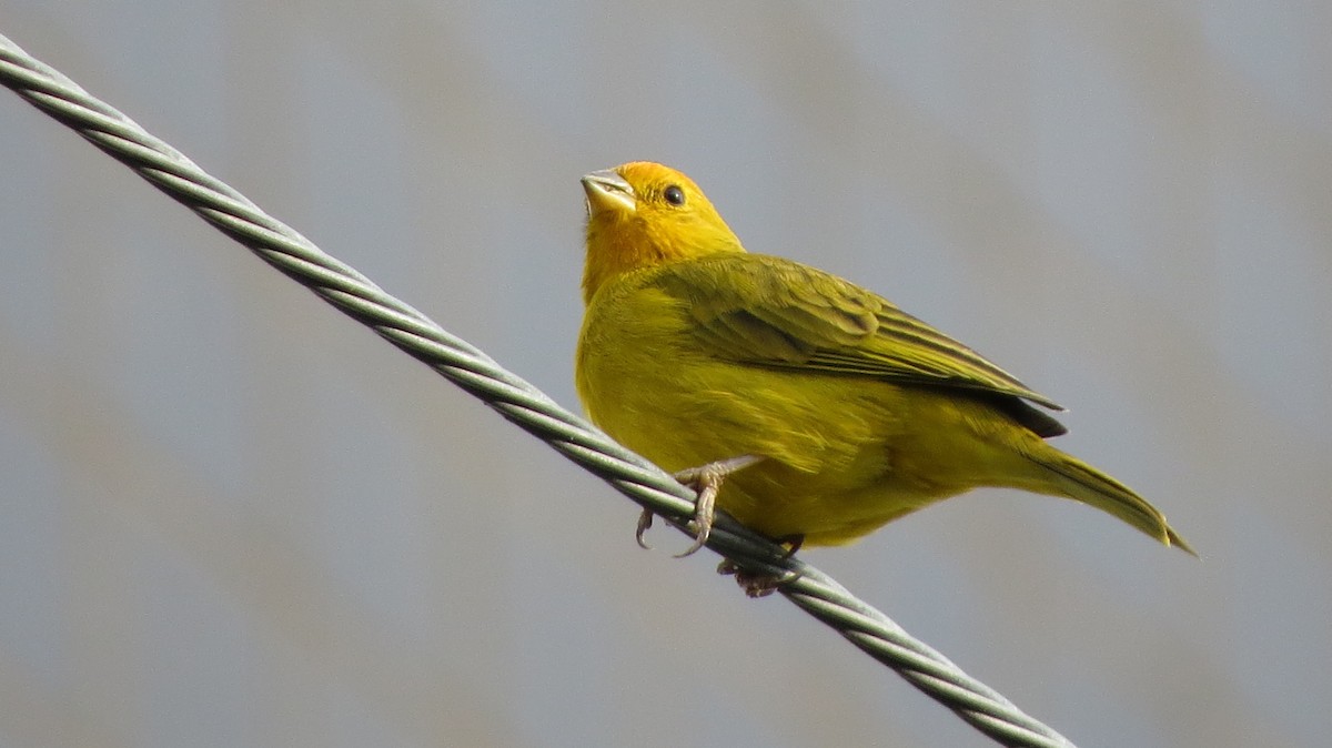 Saffron Finch - ML620923543