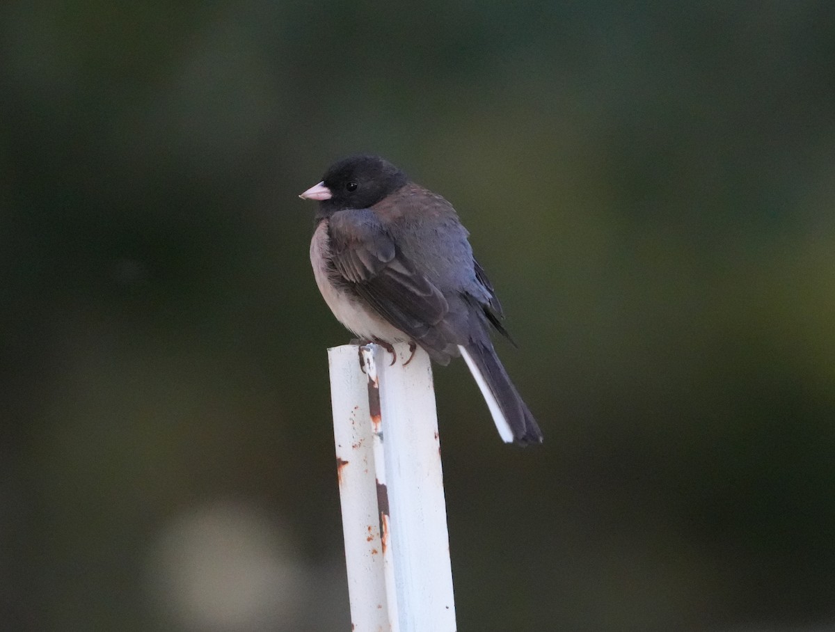 Dark-eyed Junco - ML620923544