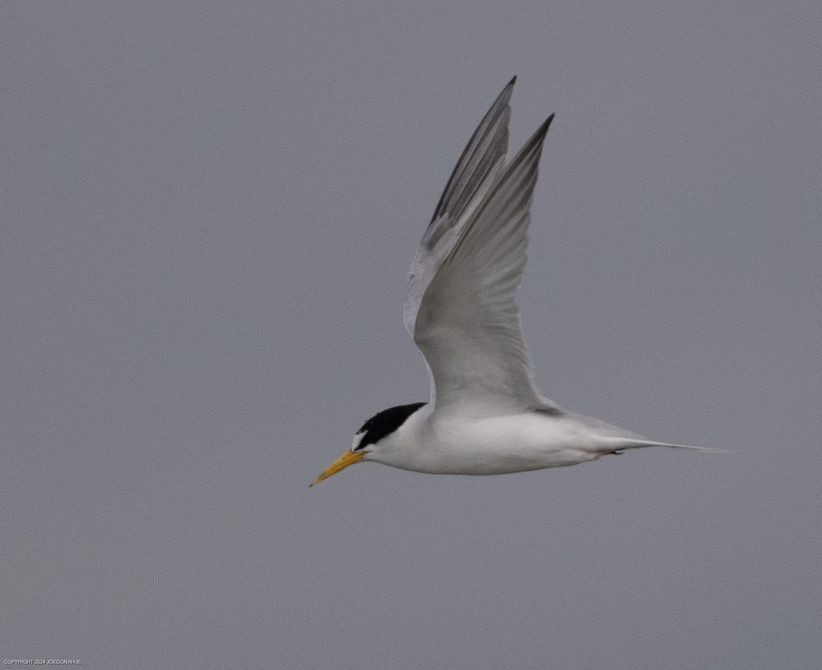 Least Tern - ML620923555