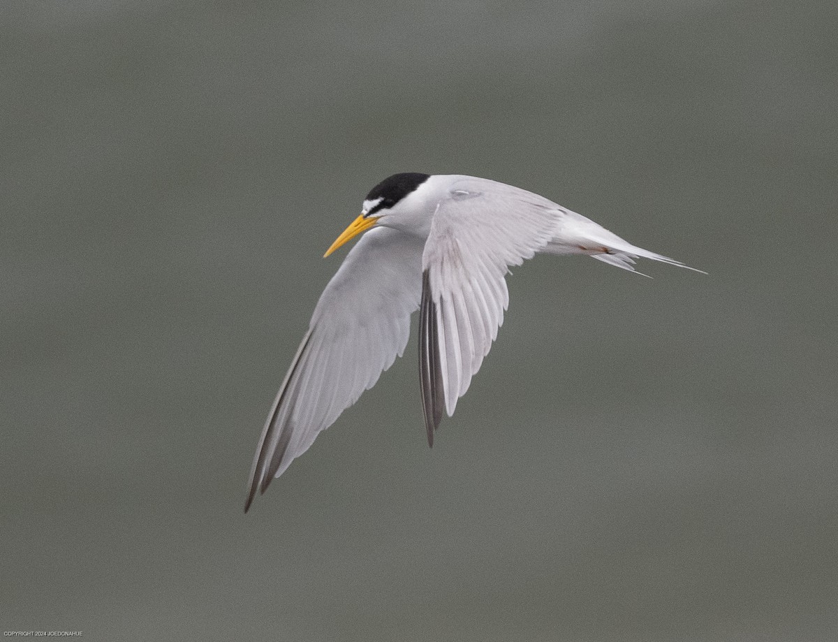 Least Tern - ML620923556