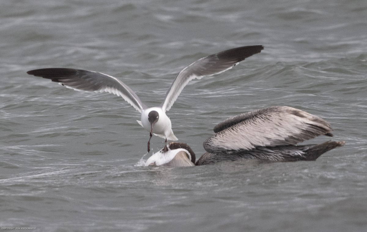 Brown Pelican - ML620923562