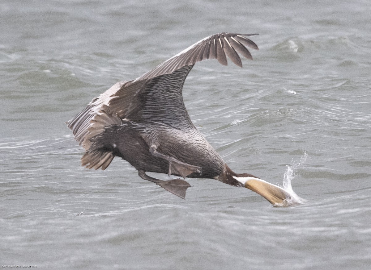 Brown Pelican - ML620923567