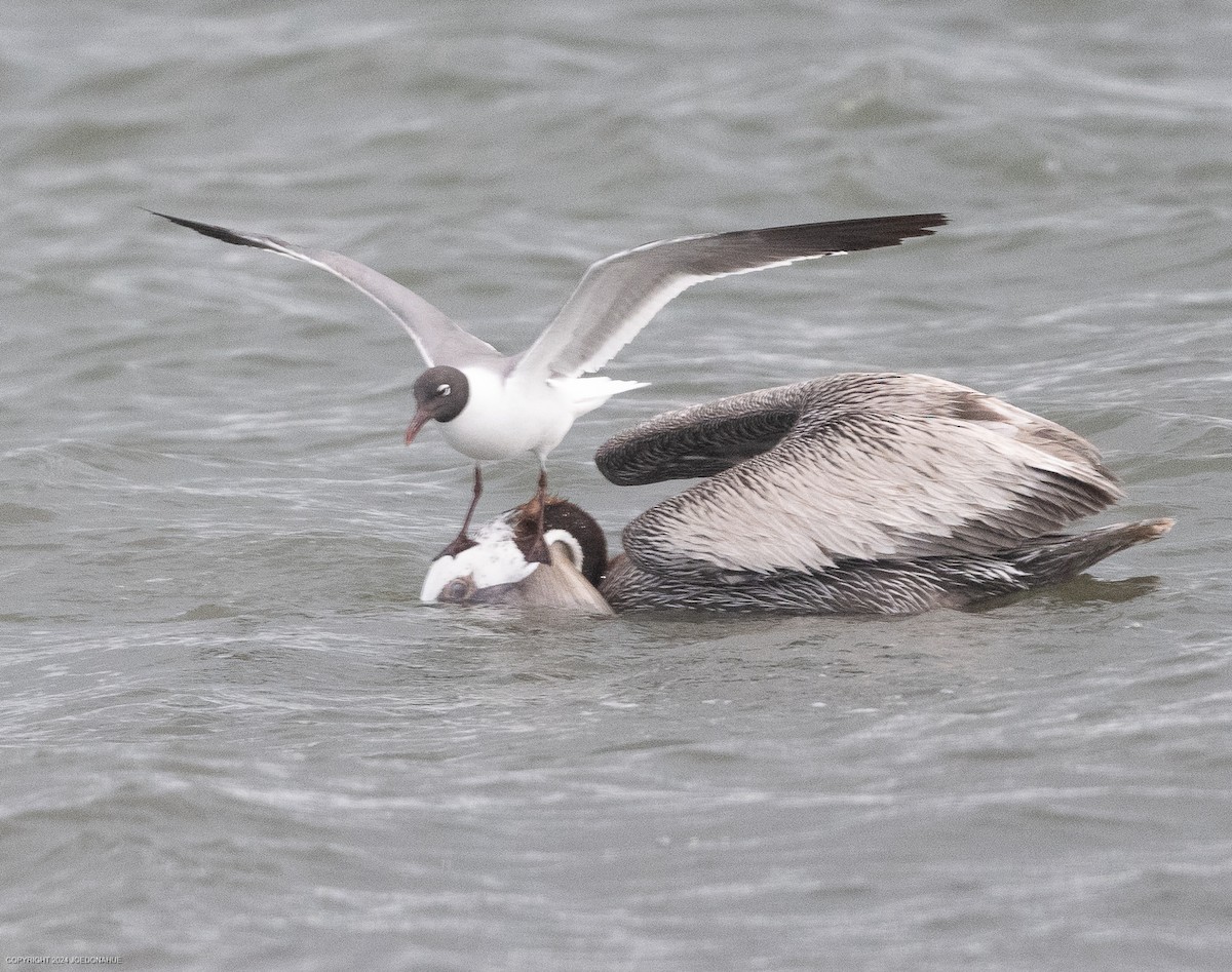 Brown Pelican - ML620923568