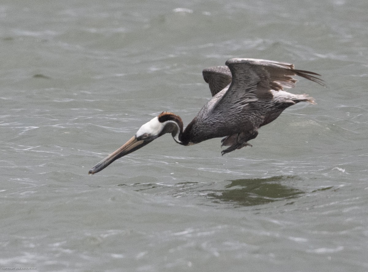 Brown Pelican - ML620923569