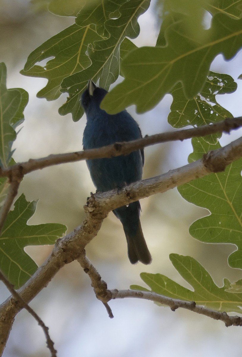 Indigo Bunting - Brian Kaufman