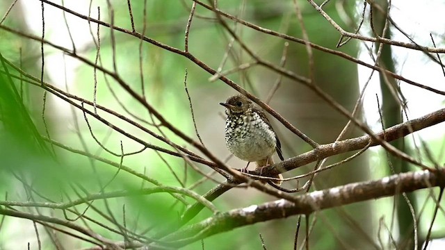 Hermit Thrush - ML620923599