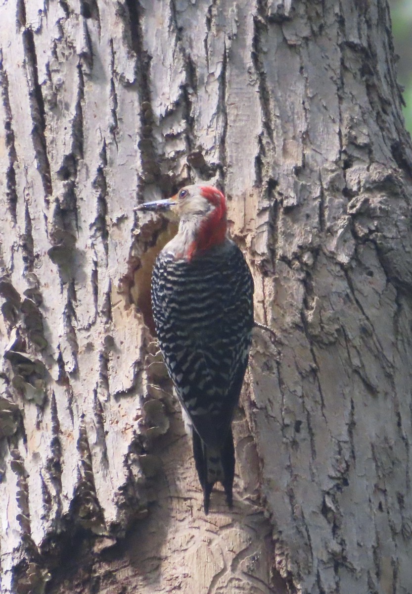 Red-bellied Woodpecker - ML620923600