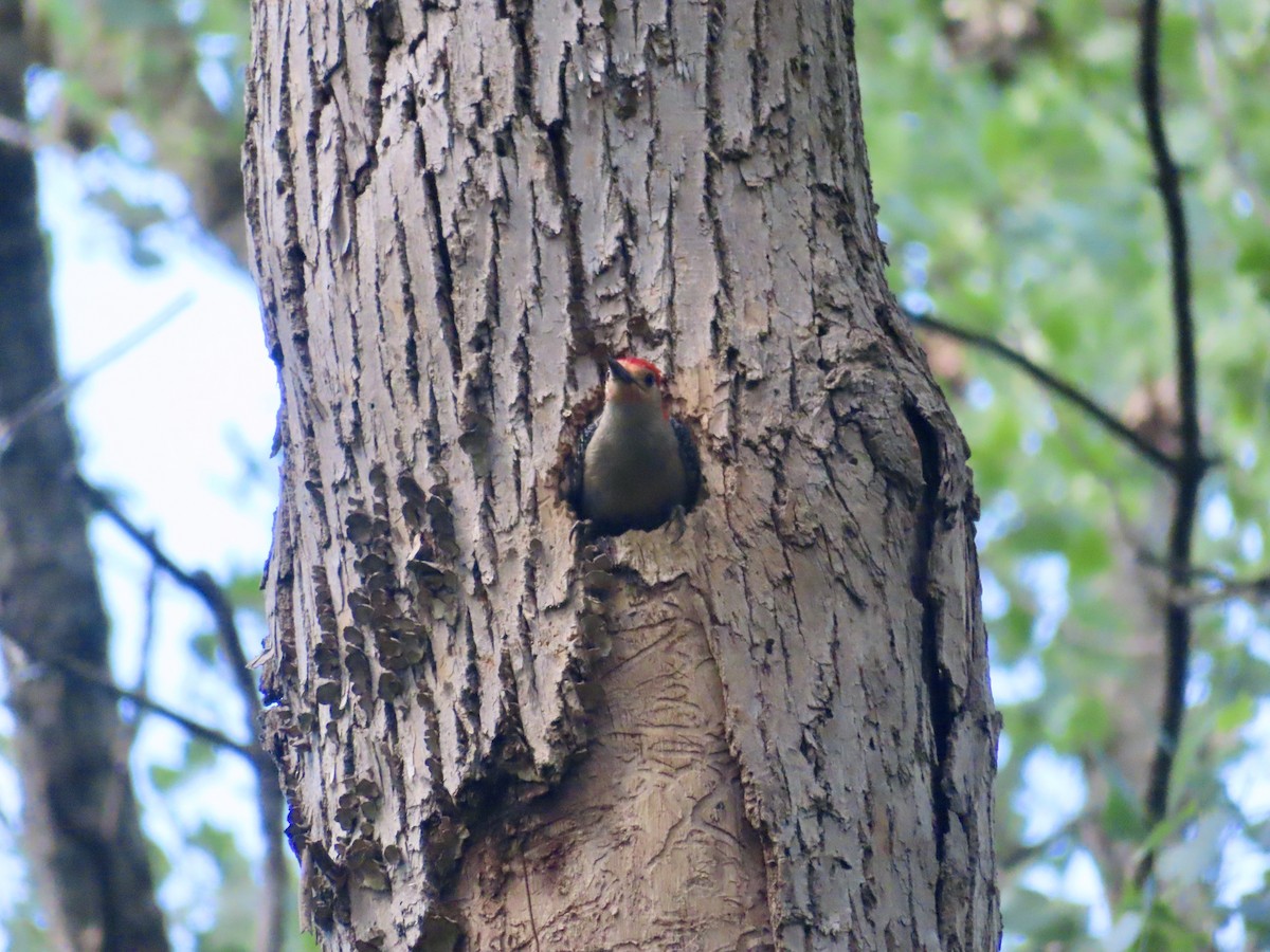 Red-bellied Woodpecker - ML620923601