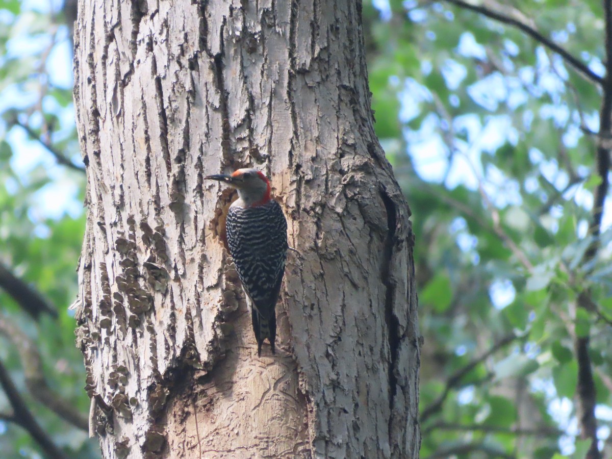 Red-bellied Woodpecker - ML620923602