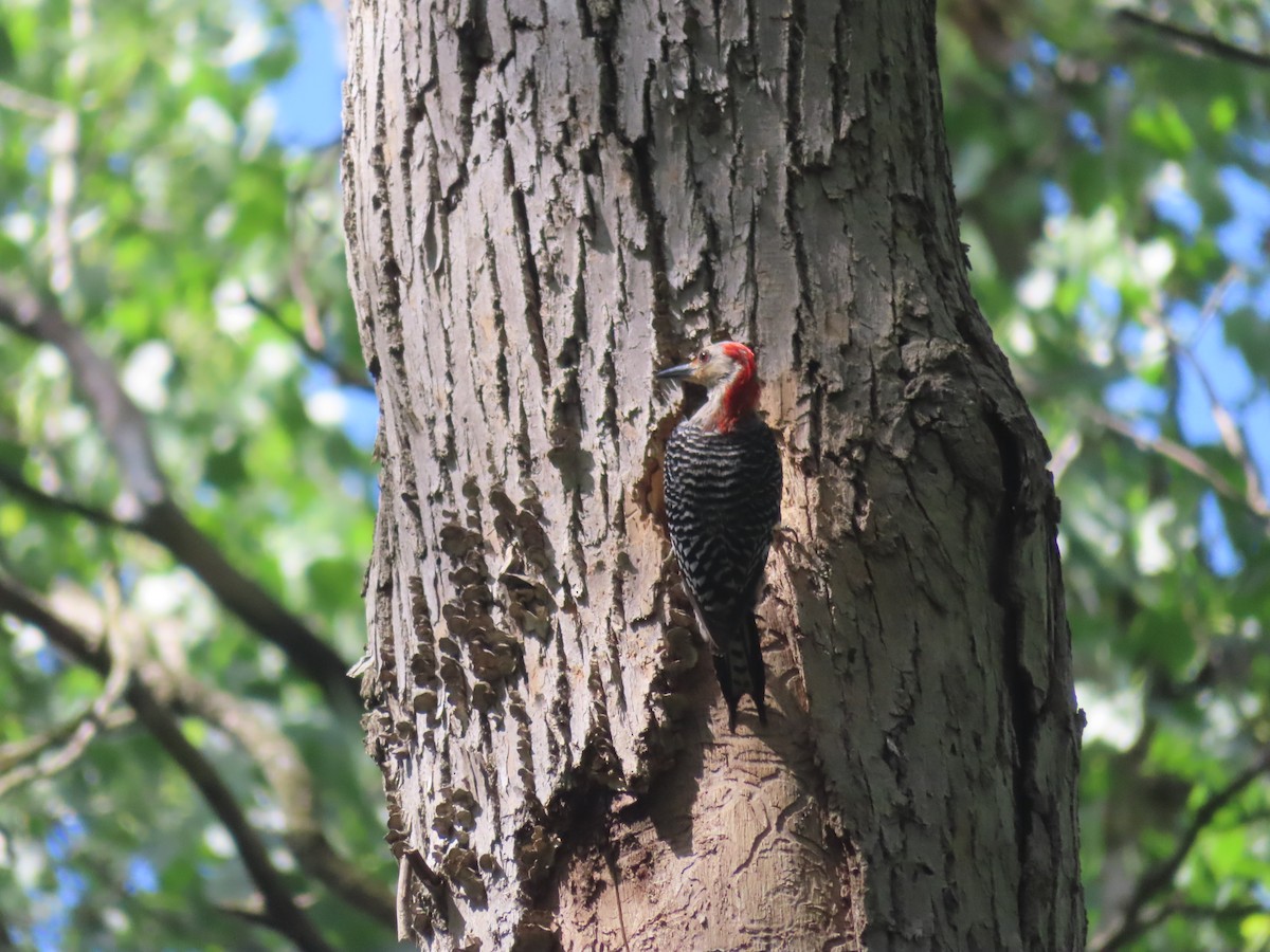 Red-bellied Woodpecker - ML620923603