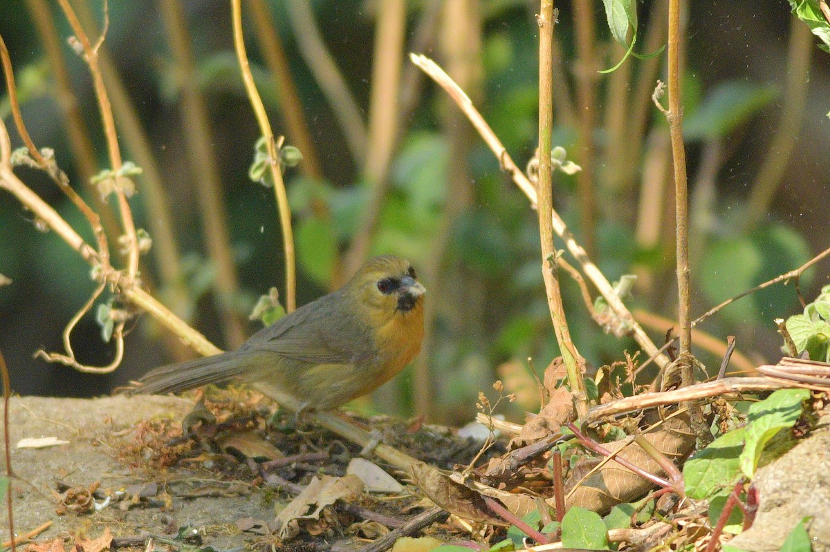 Black-chinned Babbler - Mayur Patel