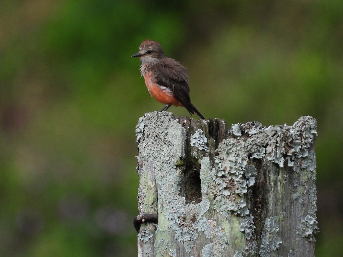 Vermilion Flycatcher - ML620923616