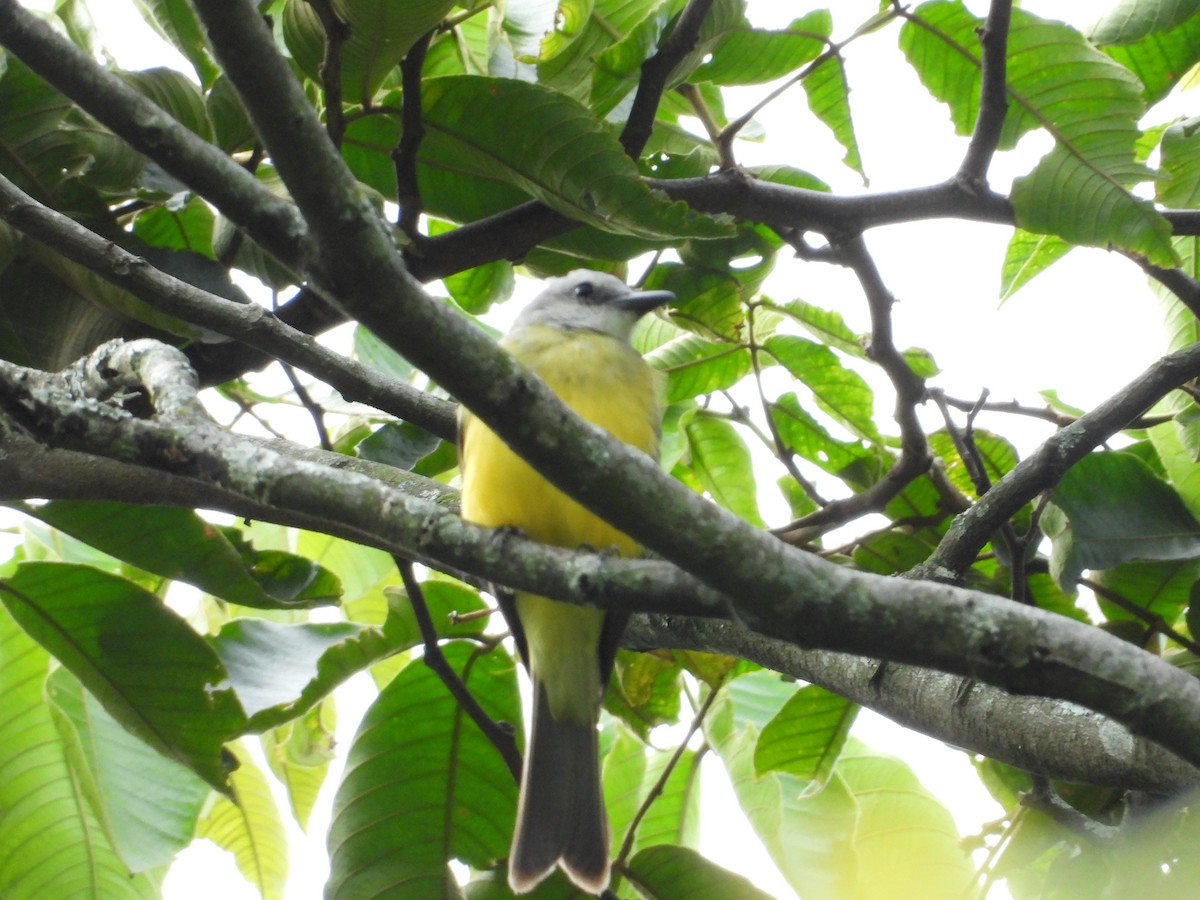 Tropical Kingbird - ML620923625