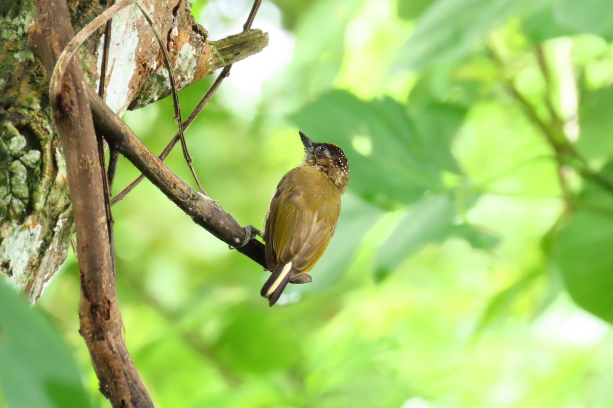 Olivaceous Piculet - ML620923628