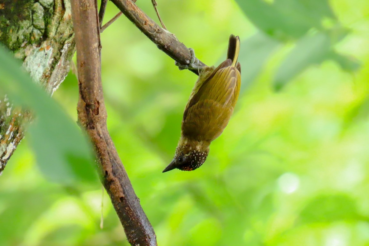 Olivaceous Piculet - ML620923629