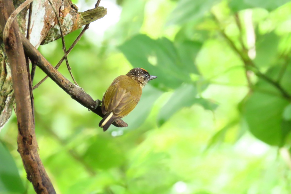 Olivaceous Piculet - ML620923630
