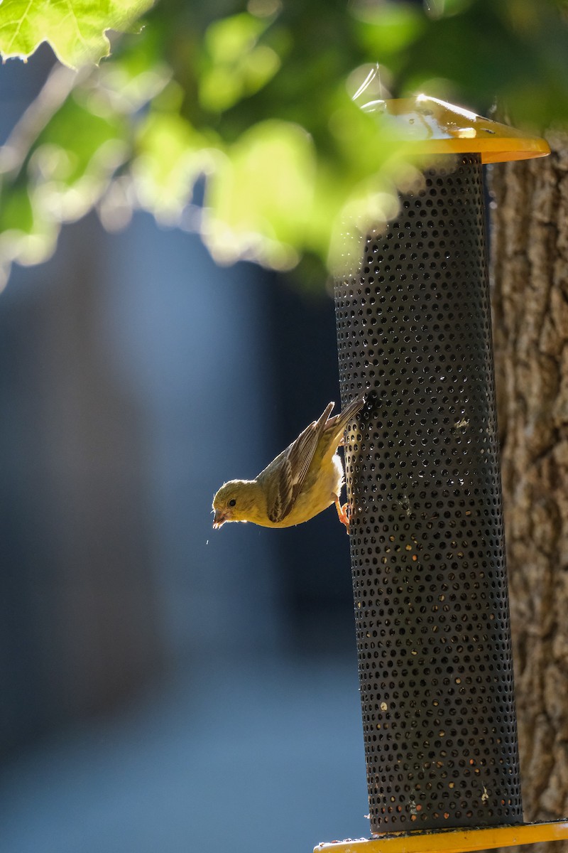 Lesser Goldfinch - ML620923693