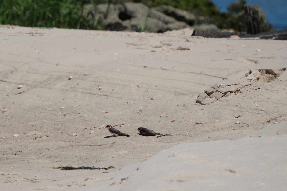 Northern Rough-winged Swallow - ML620923694