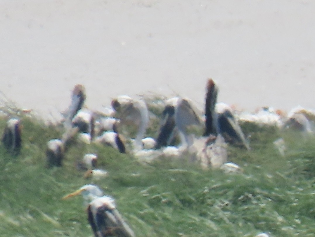 Brown Pelican (Atlantic) - ML620923701