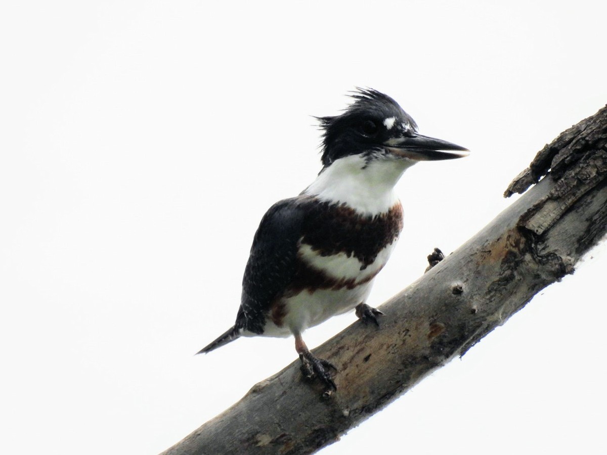 Belted Kingfisher - ML620923702