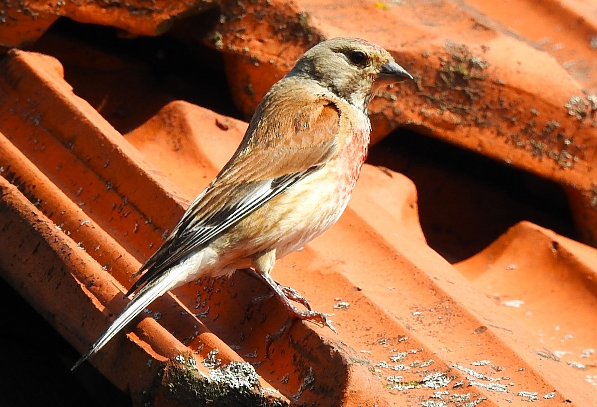 Eurasian Linnet - ML620923705