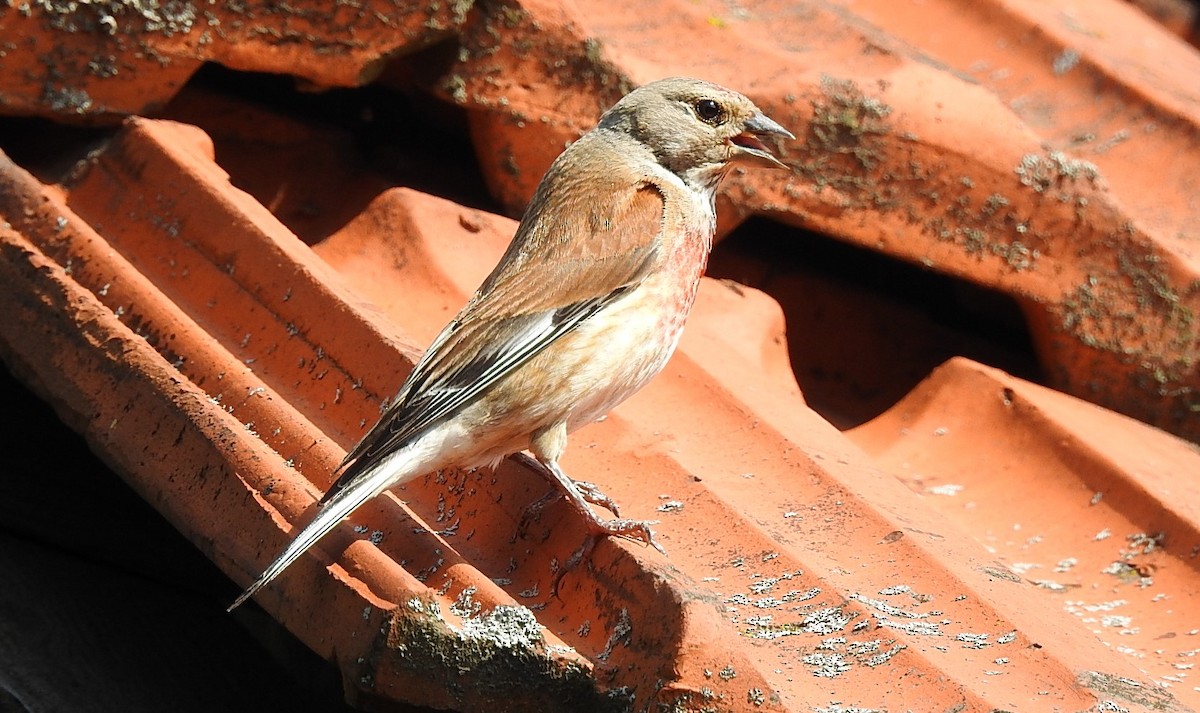 Eurasian Linnet - ML620923707