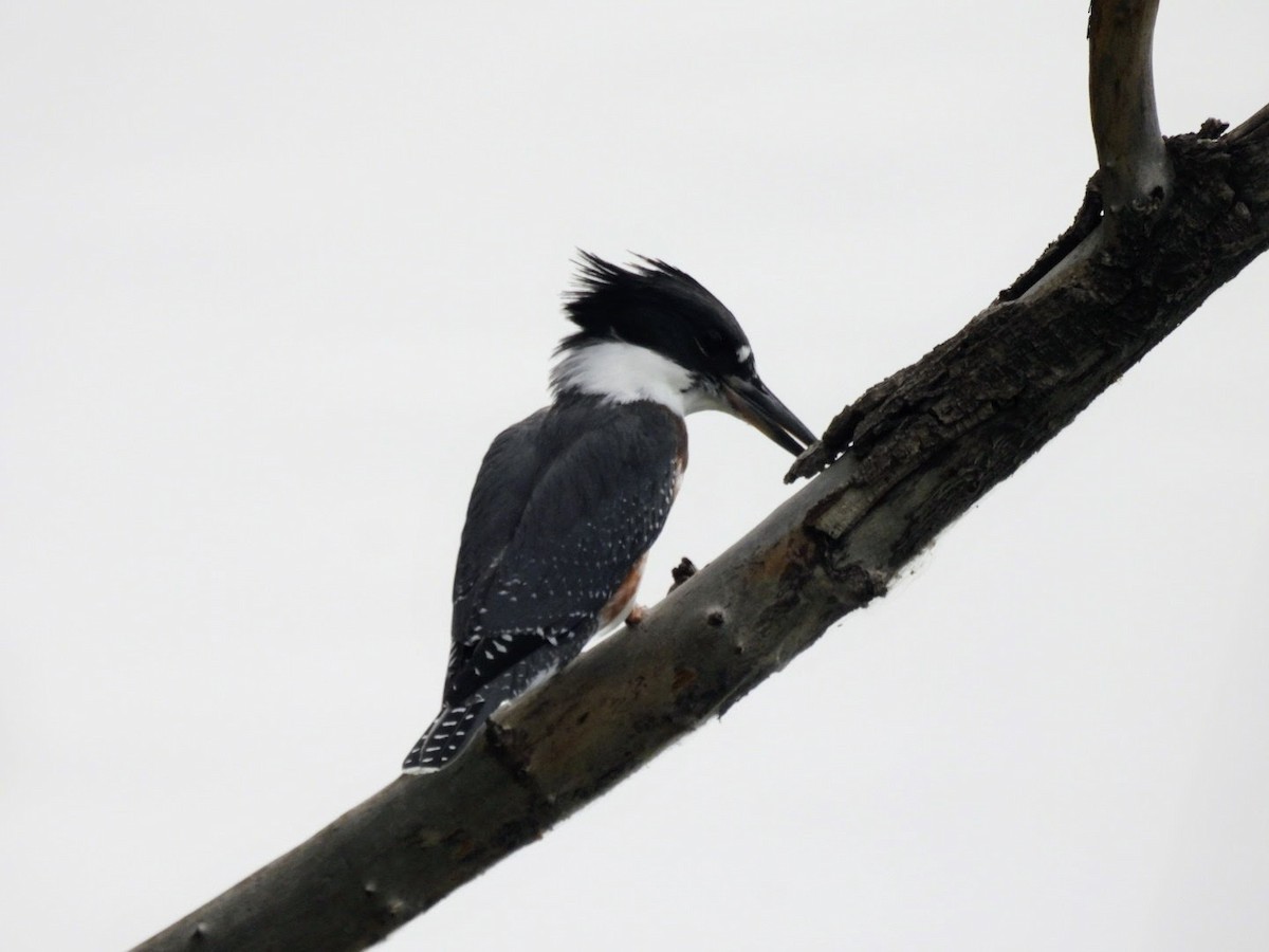 Belted Kingfisher - ML620923708