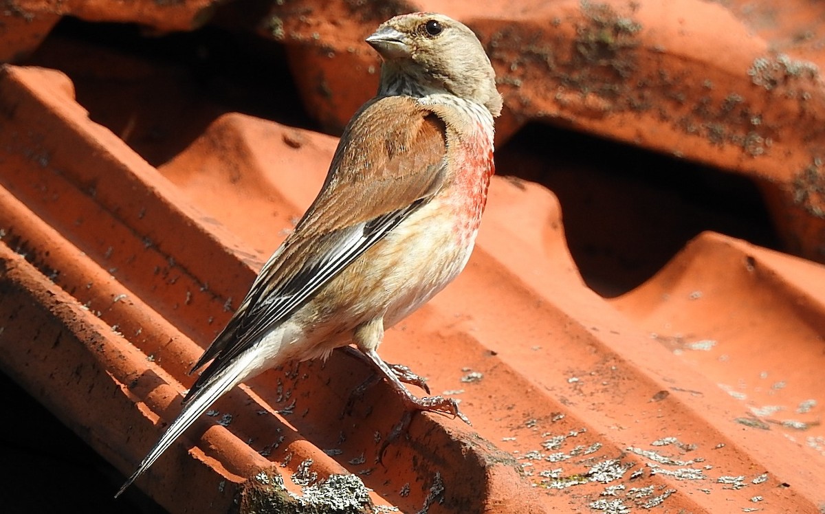 Eurasian Linnet - ML620923709