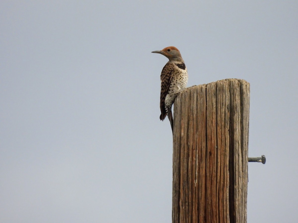 Northern Flicker (Red-shafted) - ML620923713