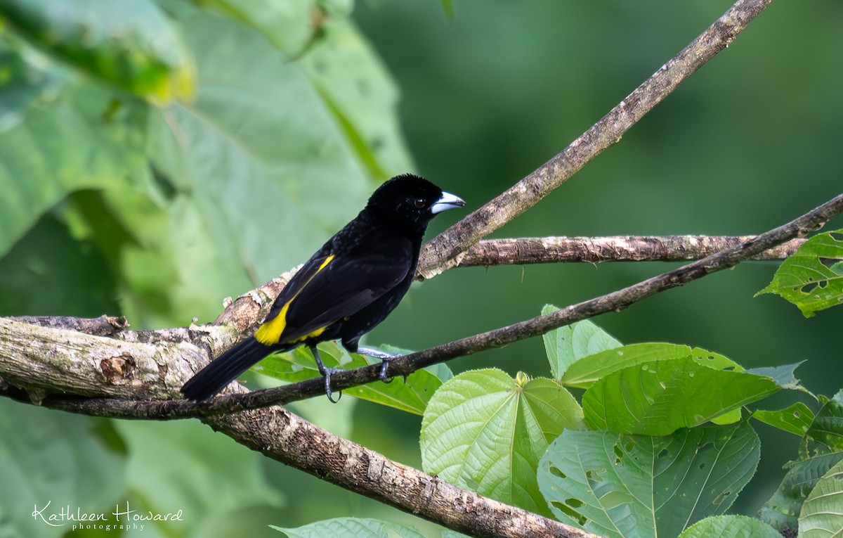 Flame-rumped Tanager - ML620923742