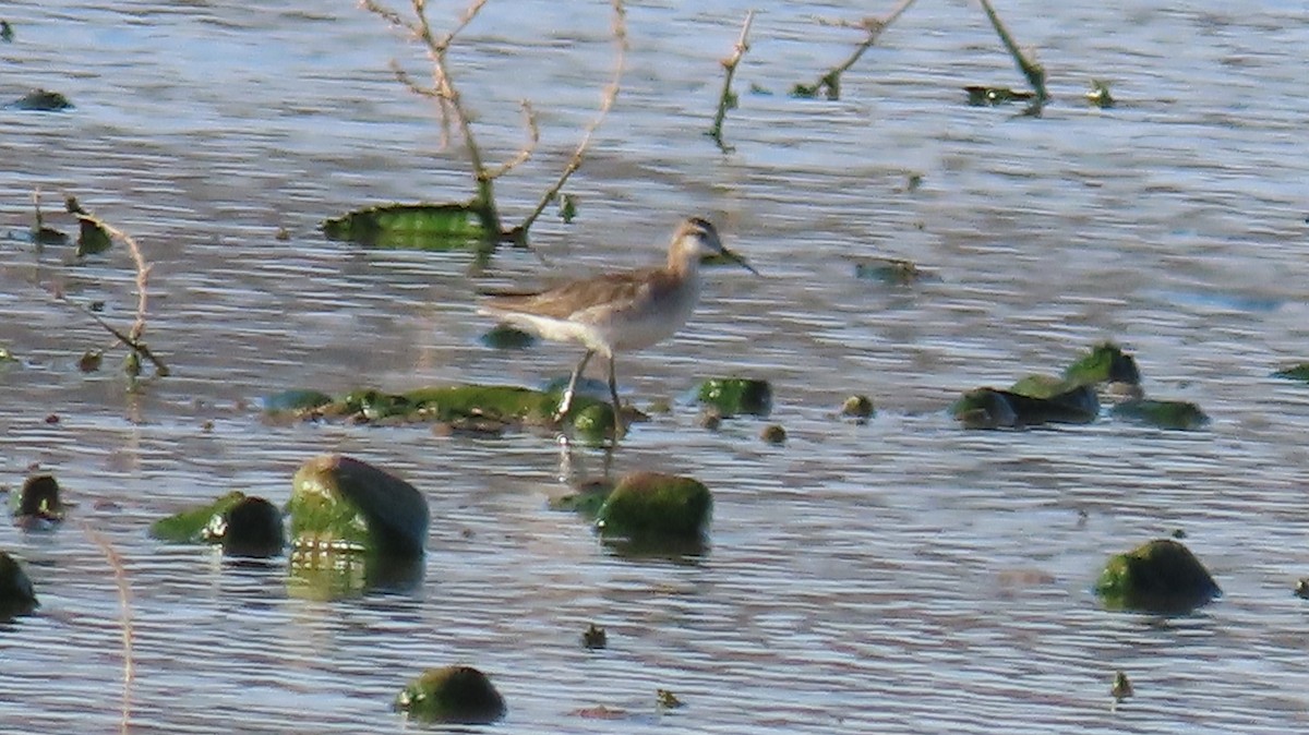 Phalarope de Wilson - ML620923749