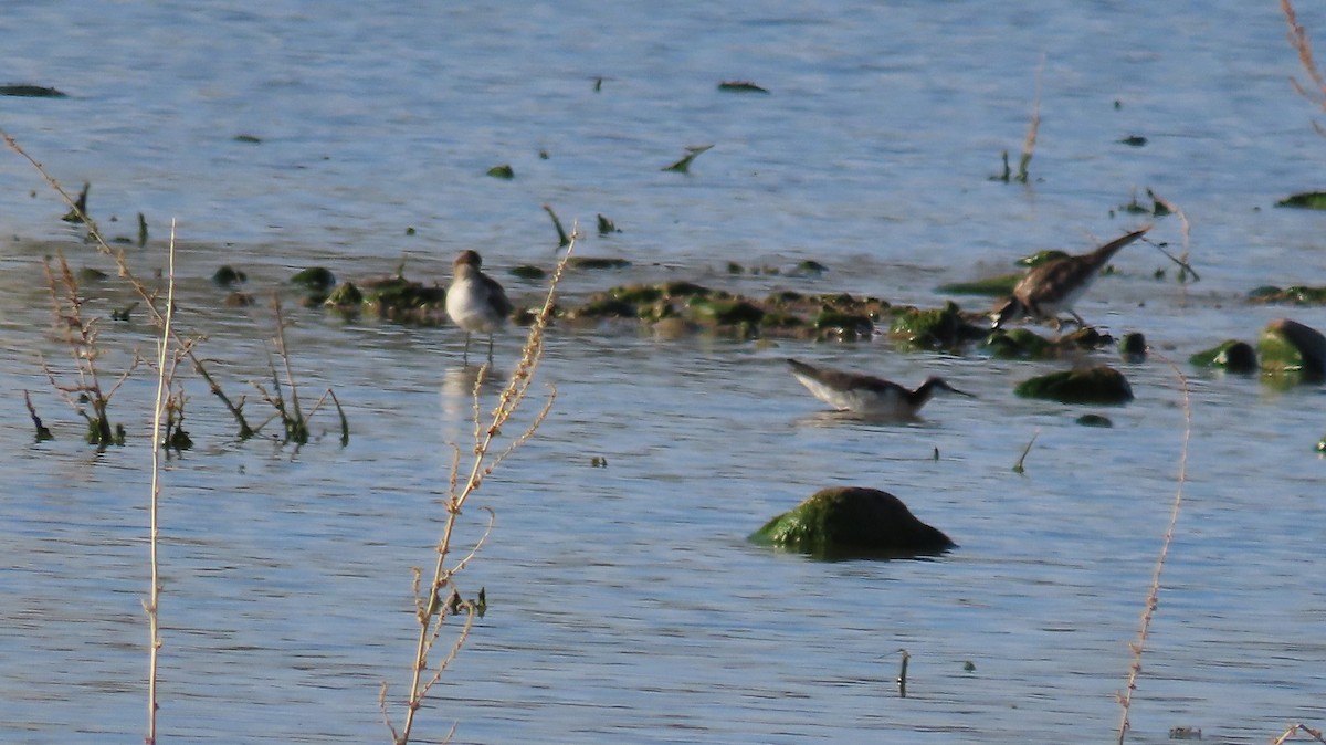 Phalarope de Wilson - ML620923751