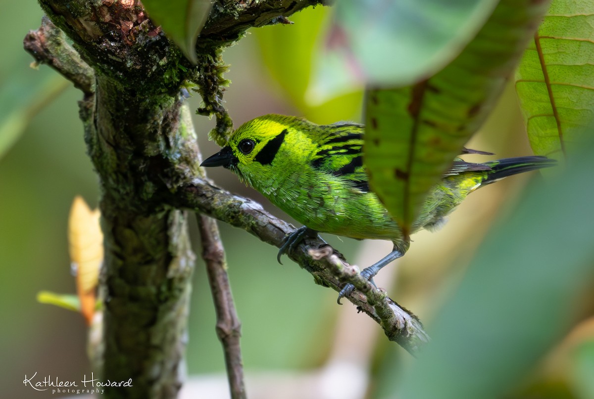 Emerald Tanager - ML620923753