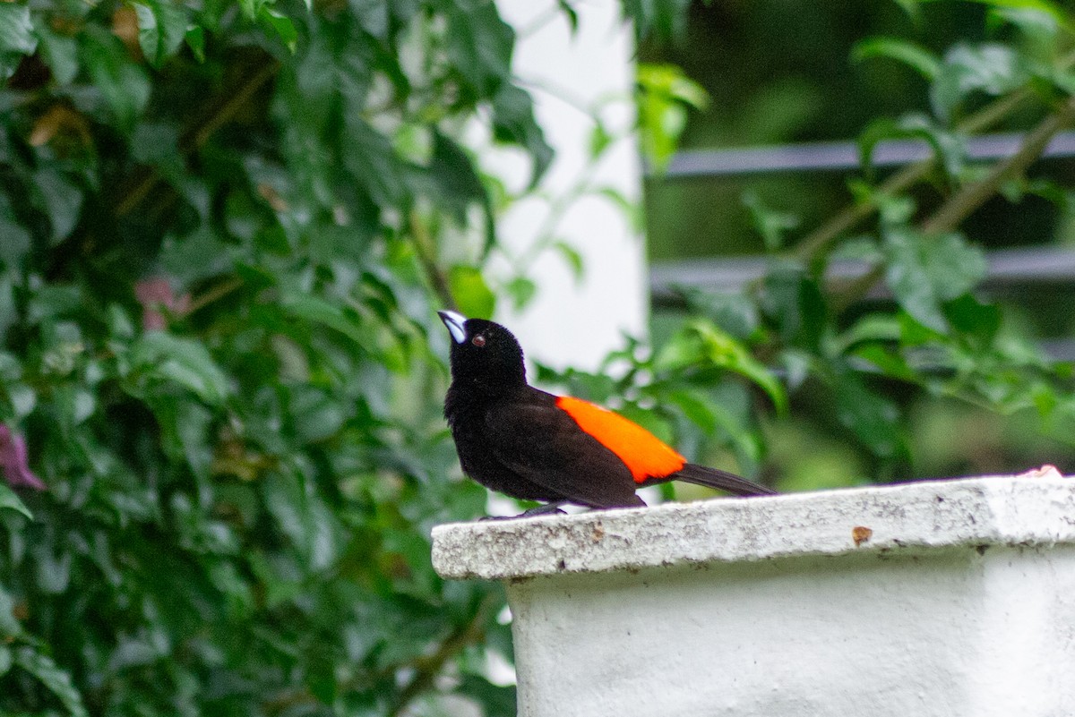 Scarlet-rumped Tanager - ML620923757