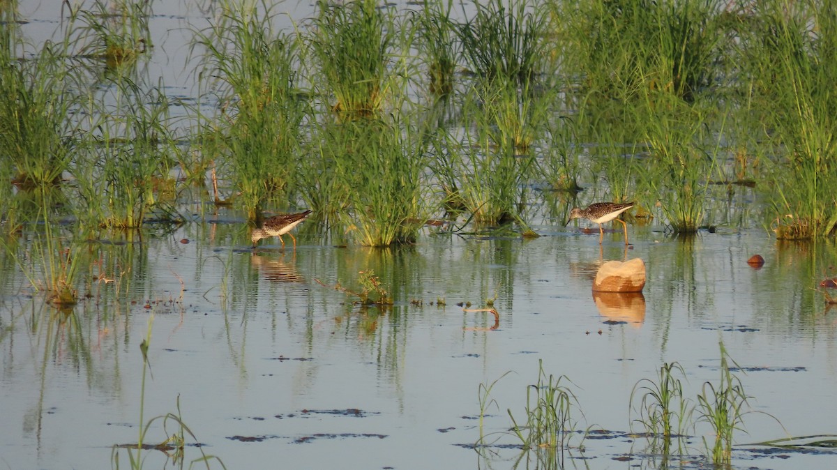 Greater Yellowlegs - ML620923760