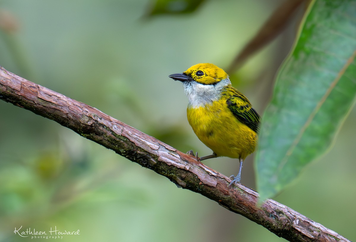 Silver-throated Tanager - ML620923762