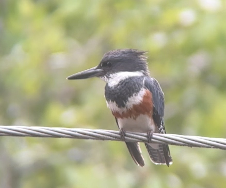 Belted Kingfisher - ML620923768