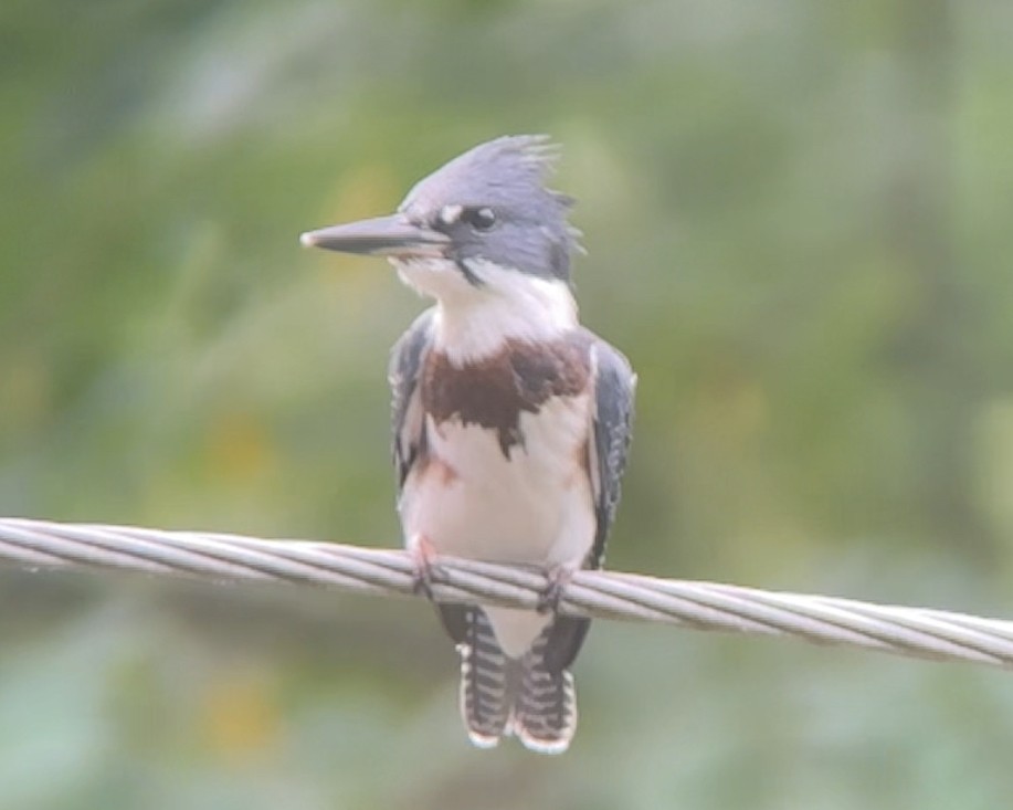 Belted Kingfisher - ML620923769