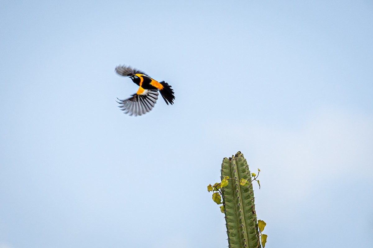 Venezuelan Troupial - ML620923771