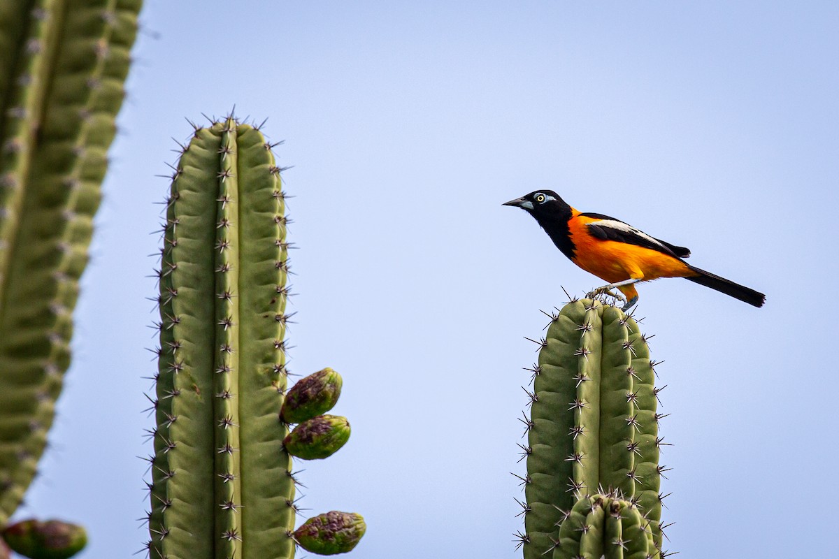 Venezuelan Troupial - ML620923773