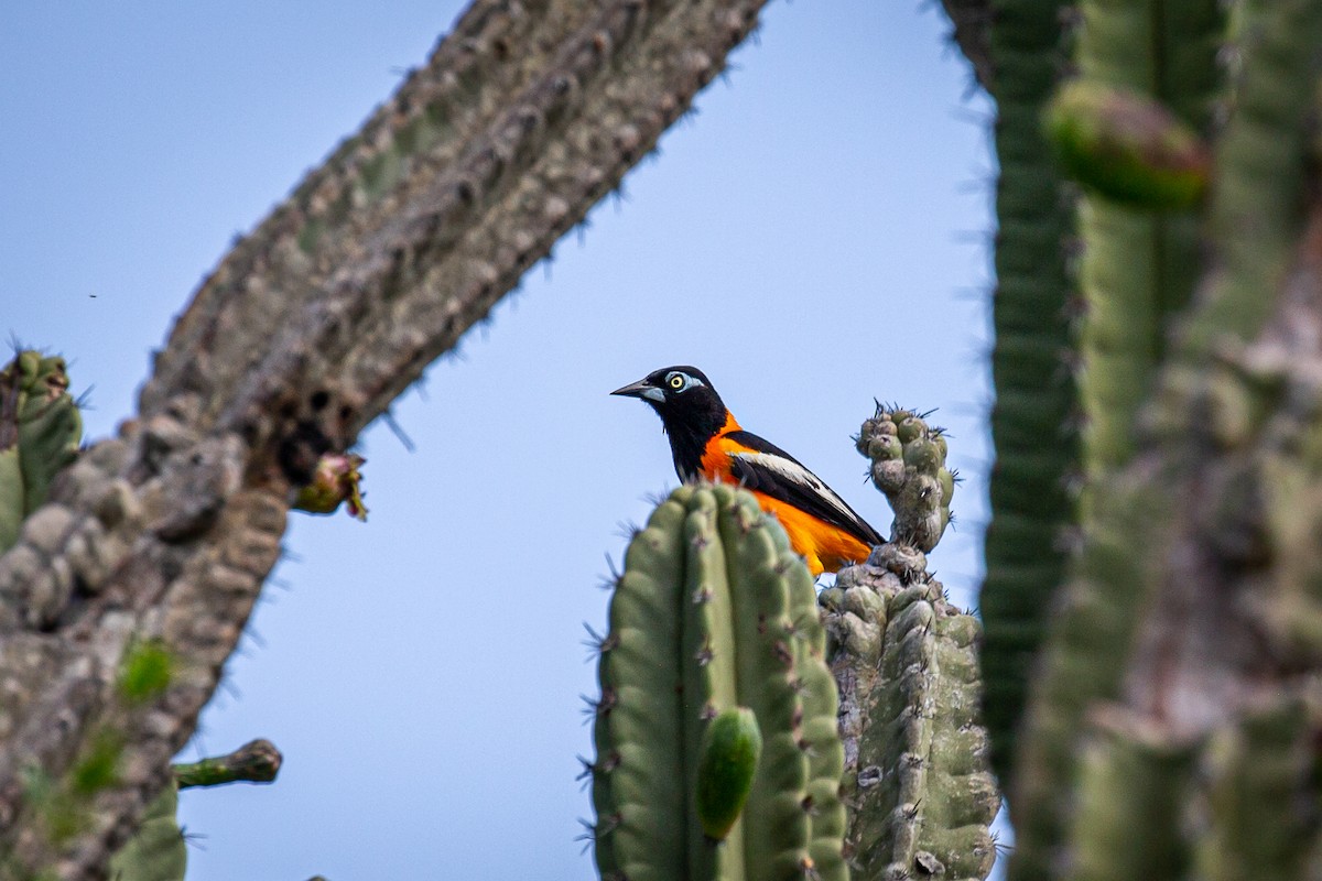 Venezuelan Troupial - ML620923775