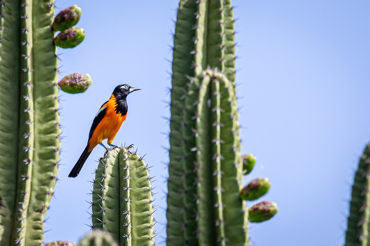 Venezuelan Troupial - ML620923778