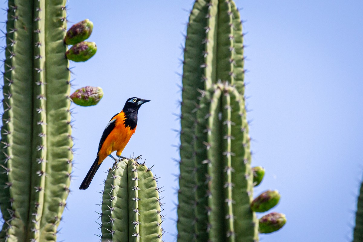 Venezuelan Troupial - ML620923779