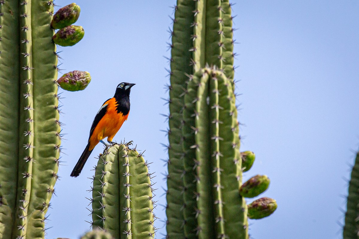 Venezuelan Troupial - Francisco Russo