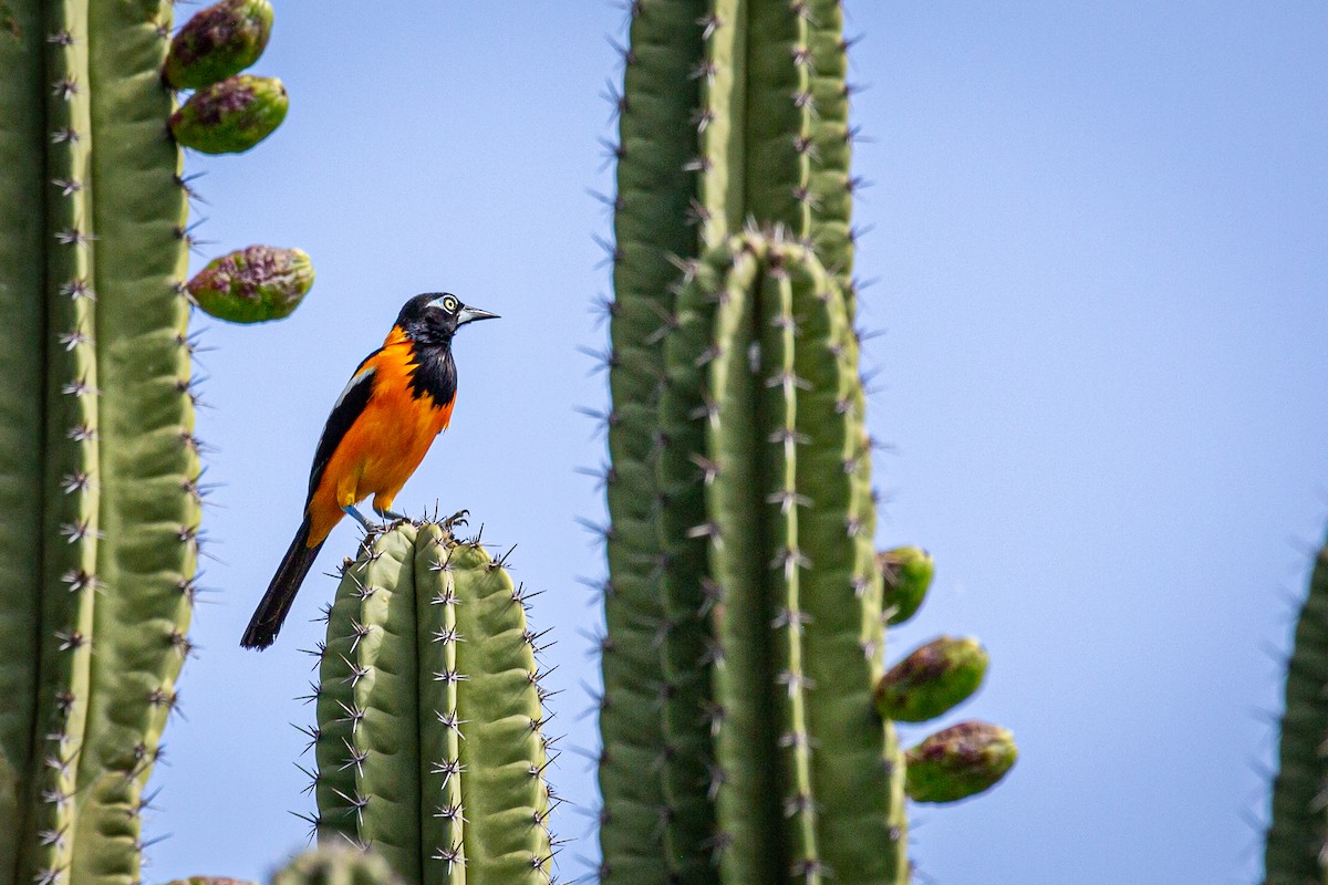 Venezuelan Troupial - ML620923781