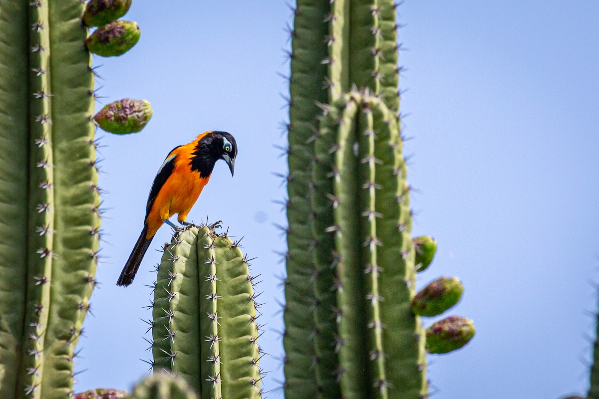 Venezuelan Troupial - ML620923782